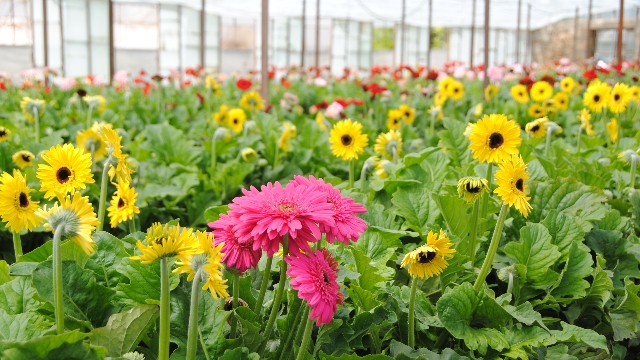 gerbera