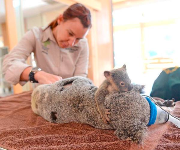 annesine yapışan bebek koala