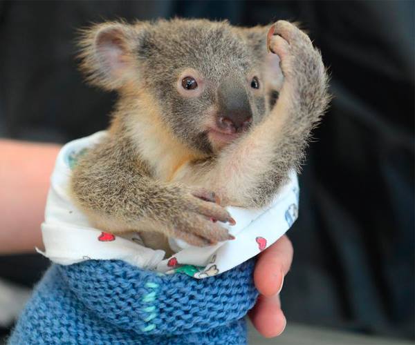 annesine yapışan bebek koala