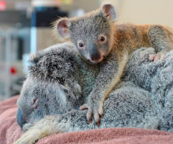 Bebek Koala'yı Ameliyat Olan Annesinden Ayıramadılar