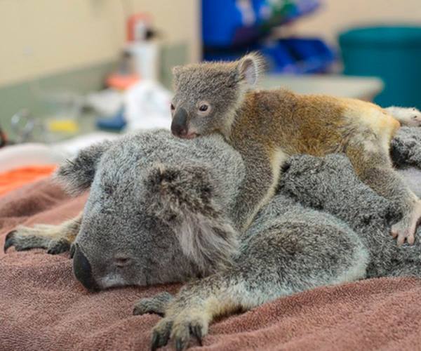 Bebek Koala'yı Ameliyat Olan Annesinden Ayıramadılar