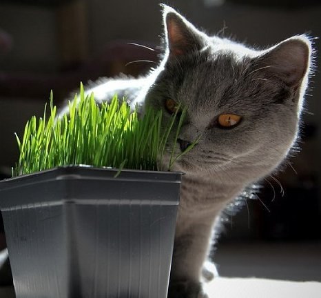 her kedi sahibi bunları bilmeli