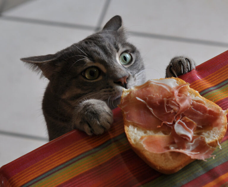 hırsız kedi 2 Pembe