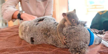 Bebek Koala'yı Ameliyat Olan Annesinden Ayıramadılar