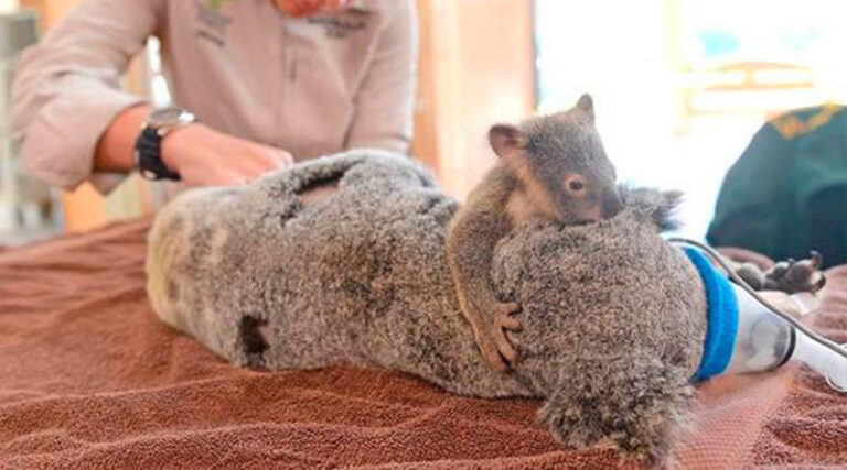 Bebek Koala'yı Ameliyat Olan Annesinden Ayıramadılar