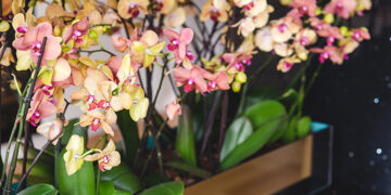 Orkide Coşturan
