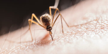 Sivrisineklerden Kurtulabilirsiniz