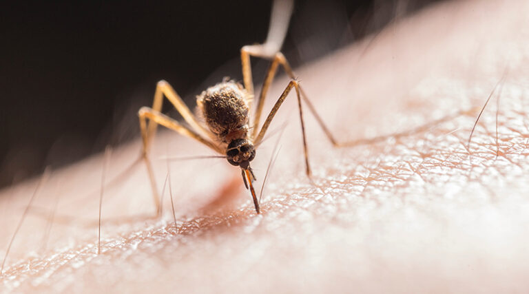 Sivrisineklerden Kurtulabilirsiniz