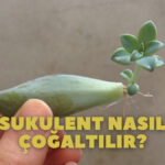 sukulent nasıl çoğaltılır