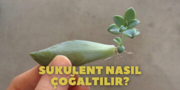 sukulent nasıl çoğaltılır