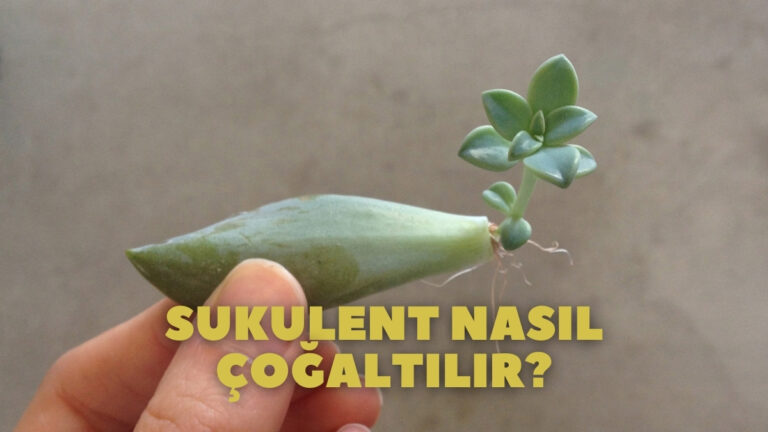 sukulent nasıl çoğaltılır