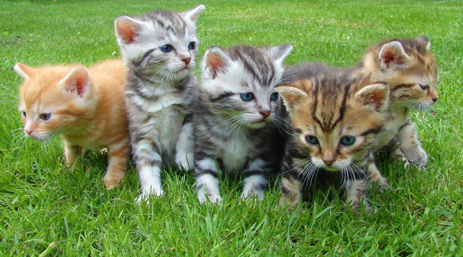 Kedi Kumu Temizlemek İstemiyorsanız Bu Yazıyı Mutlaka Okuyun » Pemmbe