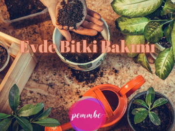 Evde bitki bakımı