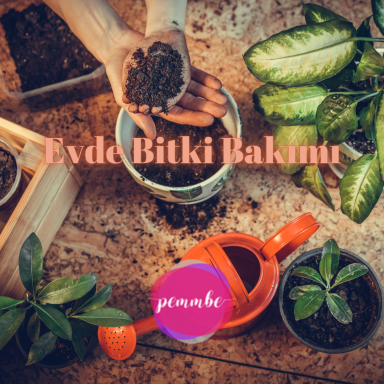 Evde bitki bakımı