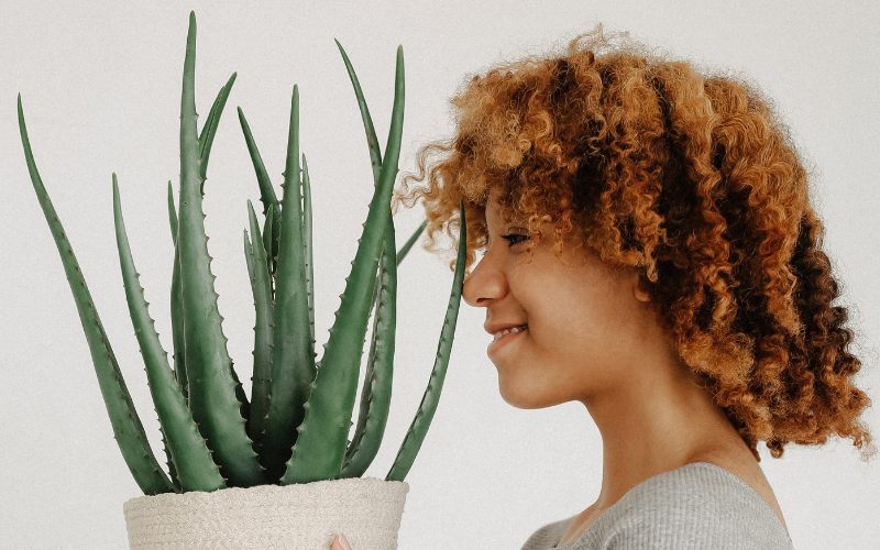 Aloe Vera bitkisinin bakımı