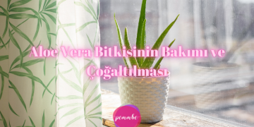 Aloe Vera bitkisinin bakımı