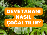 devetabanı
