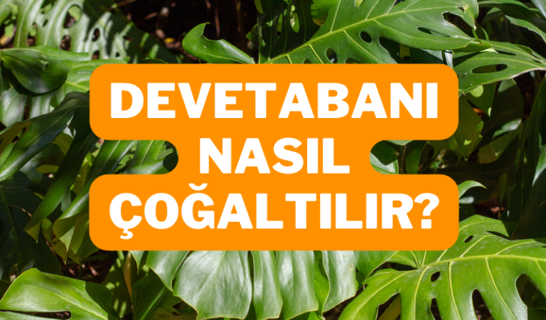 Devetabanı Nasıl Çoğaltılır? Bakımı Nasıl Yapılır? 1